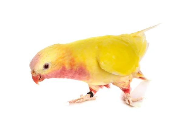 Princess Parrot Front White Background — Stock Photo, Image