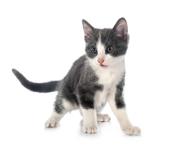 Stray Kitten Front White Background — Stock Photo, Image