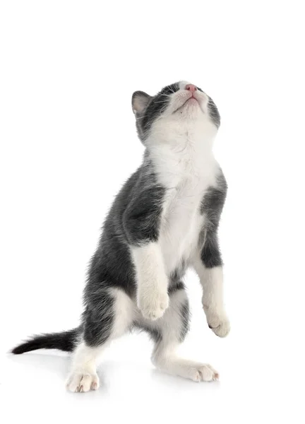 Verdwaald Kitten Voorkant Van Witte Achtergrond — Stockfoto