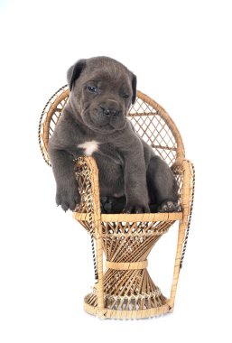 Beyaz arka planda köpek yavrusu İtalyan mastifi.