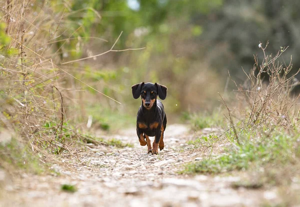 Czarny Brązowy Dachshund Chodzenie Przyrodzie — Zdjęcie stockowe