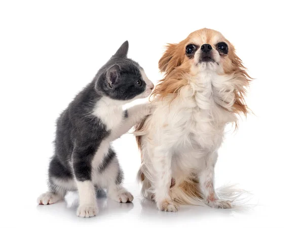 Streunende Kätzchen Und Chihuahua Vor Weißem Hintergrund — Stockfoto