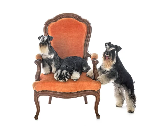 Schnauzers Miniatura Delante Fondo Blanco —  Fotos de Stock