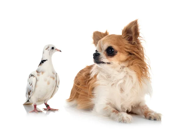 African Collared Dove Chihuahua Front White Background — Stock Photo, Image