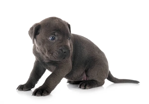 Cucciolo Mastino Italiano Davanti Sfondo Bianco — Foto Stock