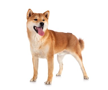 Beyaz arkaplan önünde shiba inu