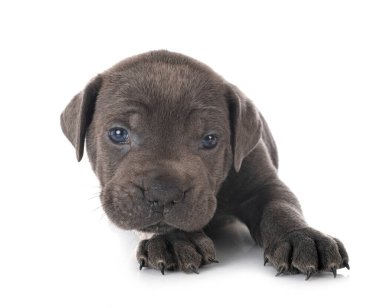 Beyaz arka planda köpek yavrusu İtalyan mastifi.