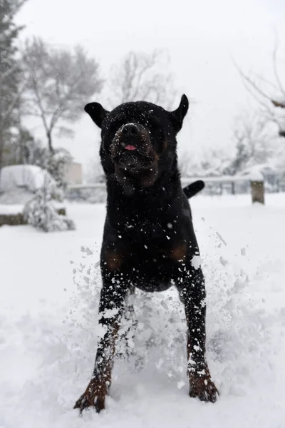 Felnőtt Rottweiler Játszik Hóban Télen — Stock Fotó