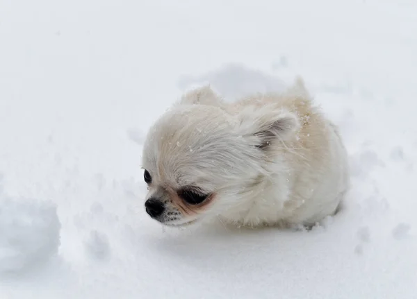 Kiskutya Chihuahua Játszik Hóban Télen — Stock Fotó