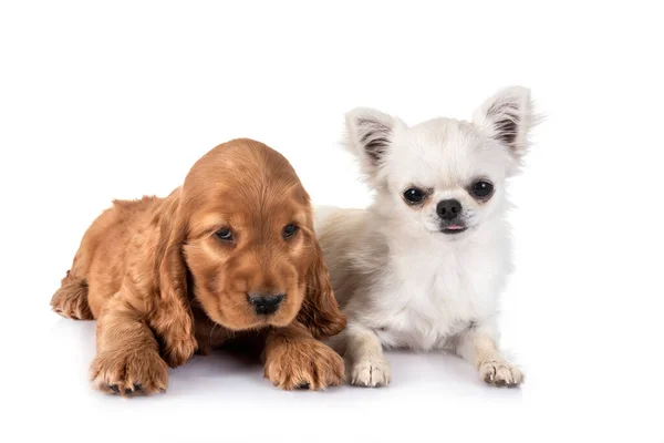 白色背景前的猎狗和奇瓦瓦犬 — 图库照片