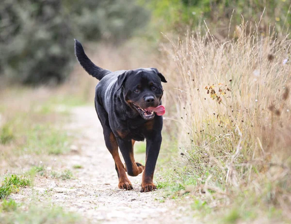 Rottweiler Czystej Krwi Chodzenie Przyrodzie Jesienią — Zdjęcie stockowe