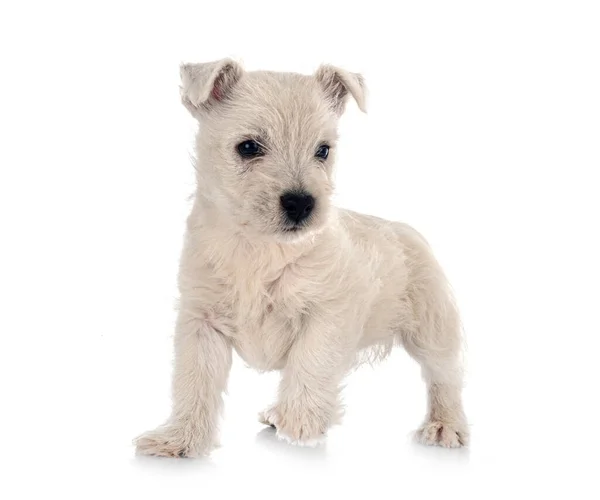 Valp West Highland White Terrier Framför Vit Bakgrund — Stockfoto