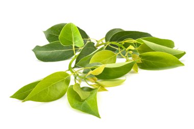 Cinnamomum camphora in front of white background clipart