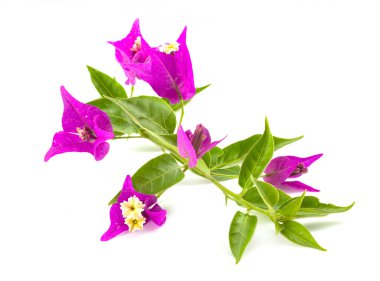 bougainvillea pembesi beyaz arkaplan önünde