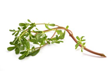 Beyaz arkaplan önünde Portulaca oleracea