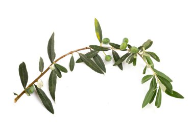 Beyaz arkaplan önünde Olea europaea