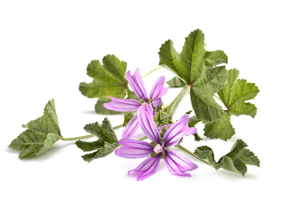 Malva Sylvestris Delante Fondo Blanco —  Fotos de Stock