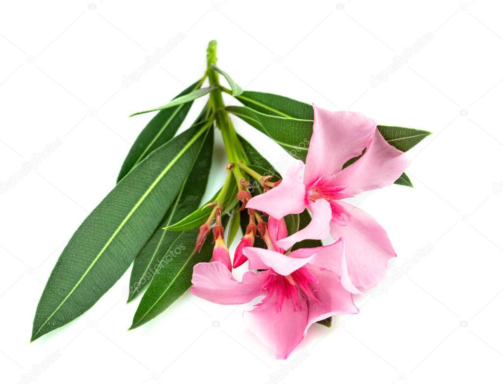 Nerium oleander in front of white background