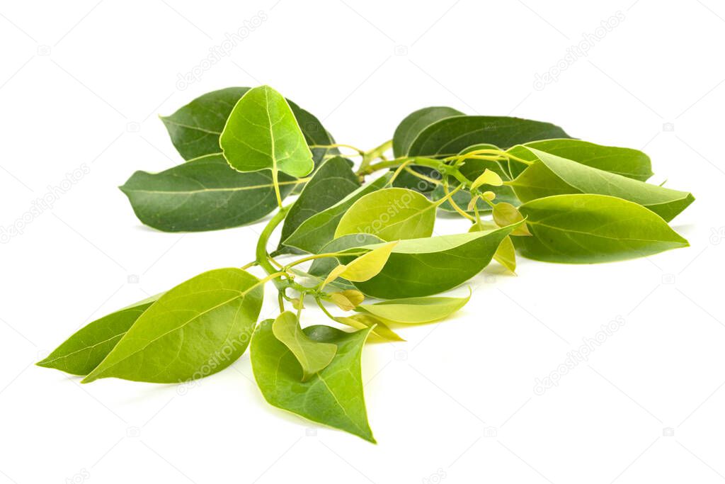 Cinnamomum camphora in front of white background
