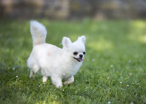 Fajtiszta Chihuahua Egy Kertben Tavasszal — Stock Fotó