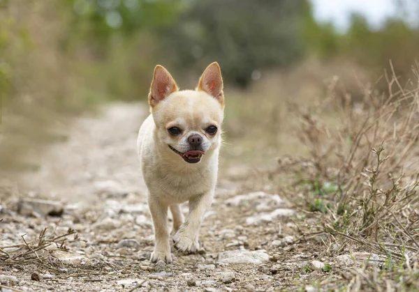 Λίγο Chihuahua Περπάτημα Δωρεάν Στη Φύση — Φωτογραφία Αρχείου