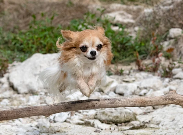 Pequeno Chihuahua Jogar Natureza — Fotografia de Stock