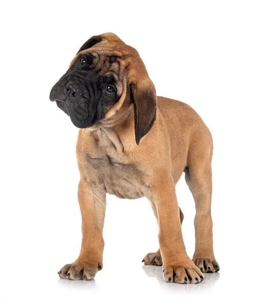 Young Bullmastiff Front White Background — Stock Photo, Image