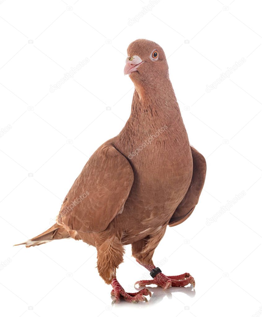 lebanese pigeon in front of white background