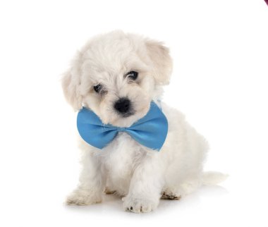 Genç Bichon Frise beyaz arkaplanın önünde