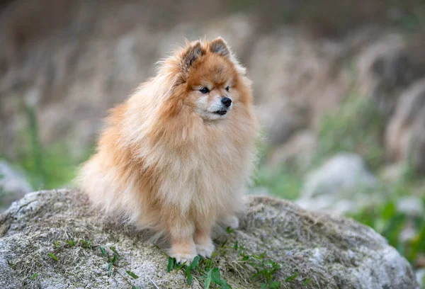 Joven Pomerania Imagen Naturaleza Otoño —  Fotos de Stock