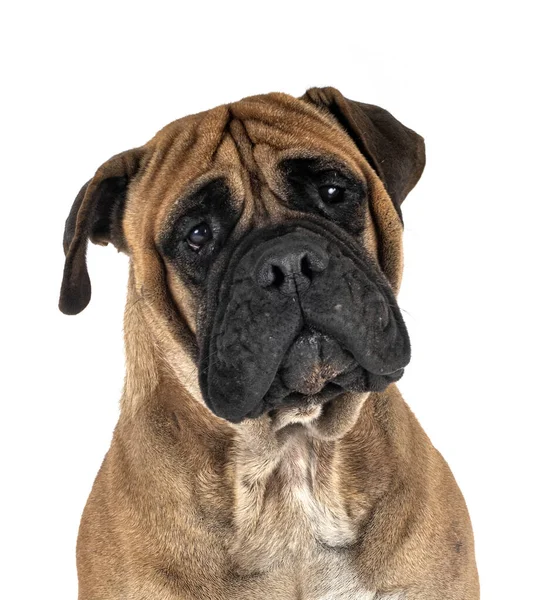 Ung Bullmastiff Framför Vit Bakgrund — Stockfoto