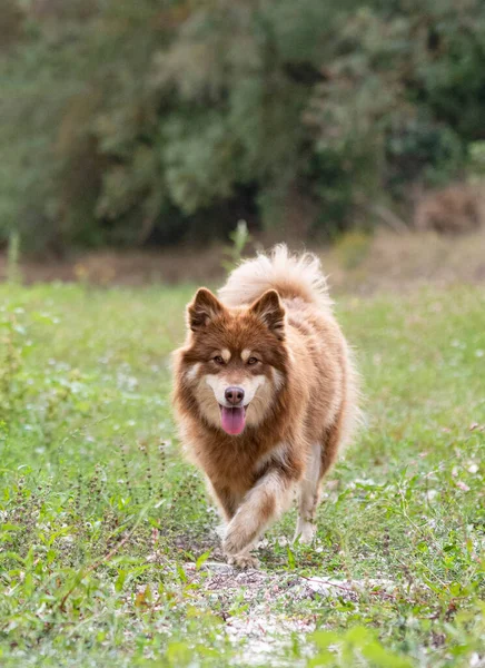 Lapphund Marrón Finlandés Caminando Naturaleza —  Fotos de Stock