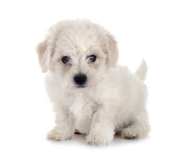 Genç Bichon Frise beyaz arkaplanın önünde