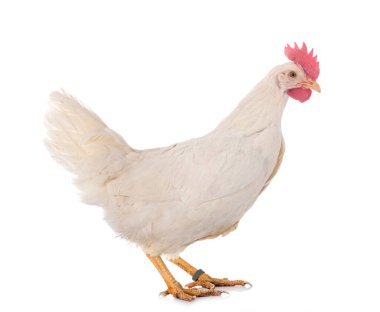 Beyaz arka planda Leghorn tavuğu