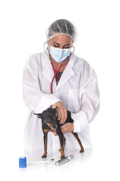 Pinscher Miniatura Veterinario Frente Fondo Blanco —  Fotos de Stock