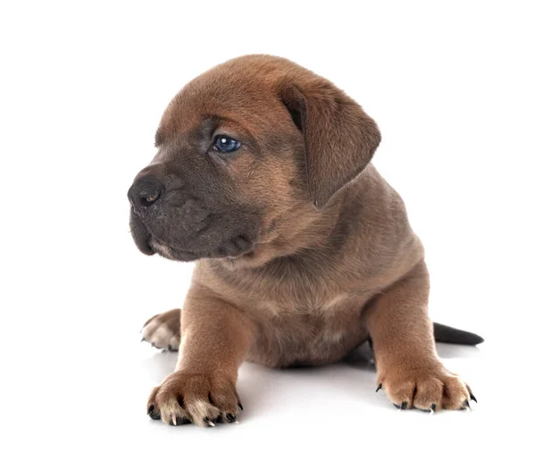 Puppy Italian Mastiff Front White Background — Stock Photo, Image