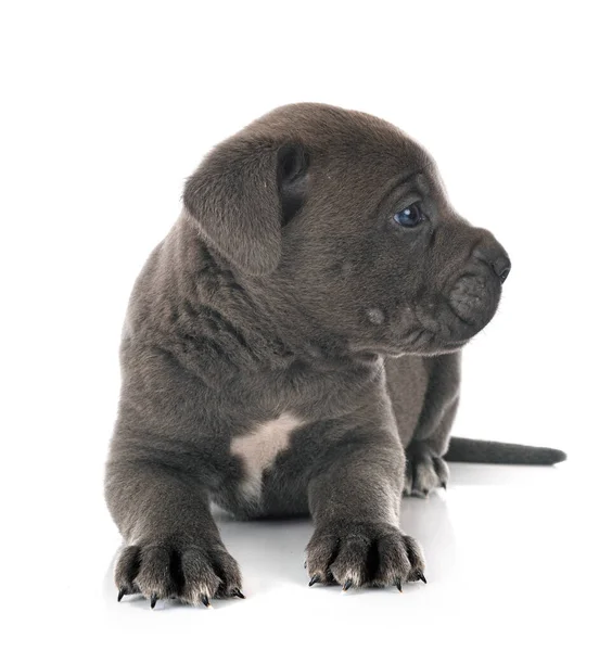 Beyaz Arka Planda Köpek Yavrusu Talyan Mastifi — Stok fotoğraf