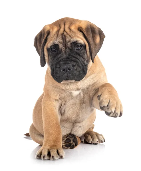 Jovem Bullmastiff Frente Fundo Branco — Fotografia de Stock