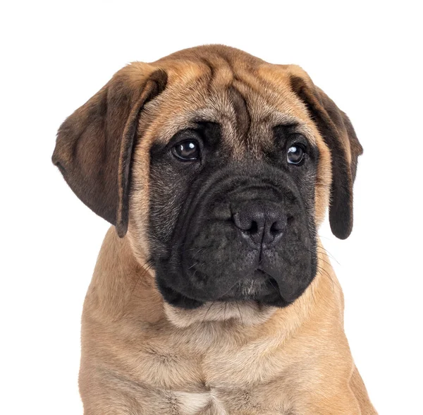 Jovem Bullmastiff Frente Fundo Branco — Fotografia de Stock