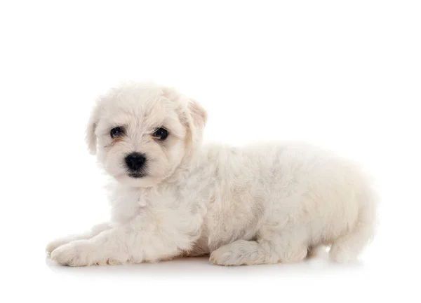 Junger Bichon Frise Vor Weißem Hintergrund — Stockfoto