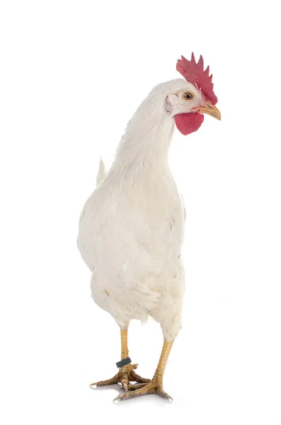 Leghorn Chicken Front White Background — Stock Photo, Image