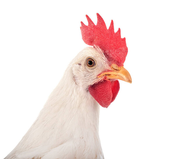Leghorn chicken in front of white background