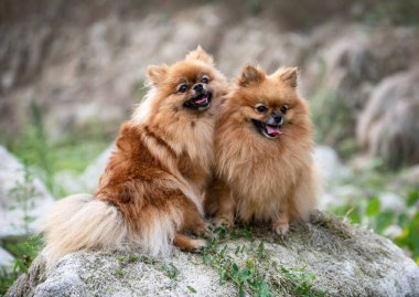 Genç Pomeranyalılar, sonbaharda, doğanın resmi.