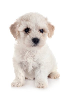 Genç Bichon Frise beyaz arkaplanın önünde