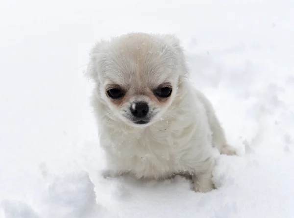 Kiskutya Chihuahua Játszik Hóban Télen — Stock Fotó