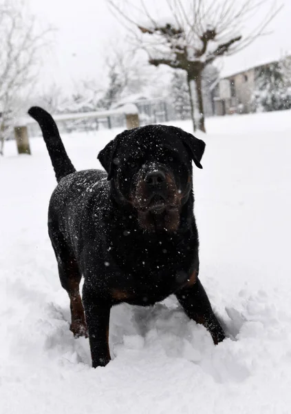 Vuxen Rottweiler Spelar Snön Vintern — Stockfoto