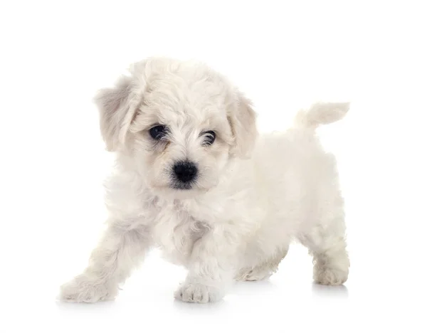 Jonge Bichon Frise Voorkant Van Witte Achtergrond — Stockfoto