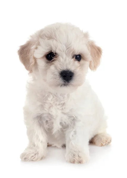 Jonge Bichon Frise Voorkant Van Witte Achtergrond — Stockfoto