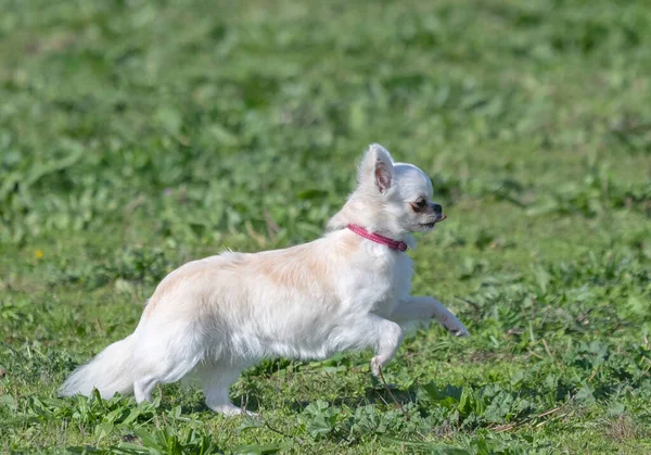 Pequeno Chihuahua Branco Correndo Natureza — Fotografia de Stock