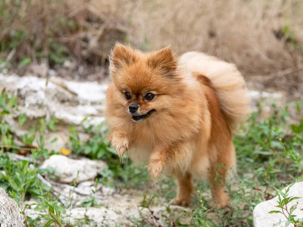 Fiatal Pomerán Kép Természetben Ősszel — Stock Fotó